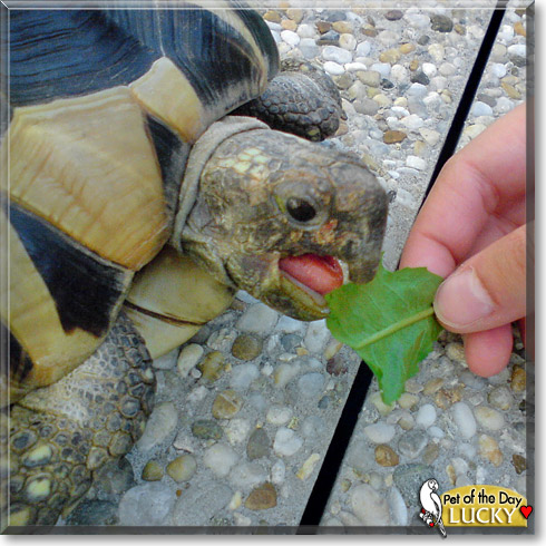 Lucky, the Pet of the Day