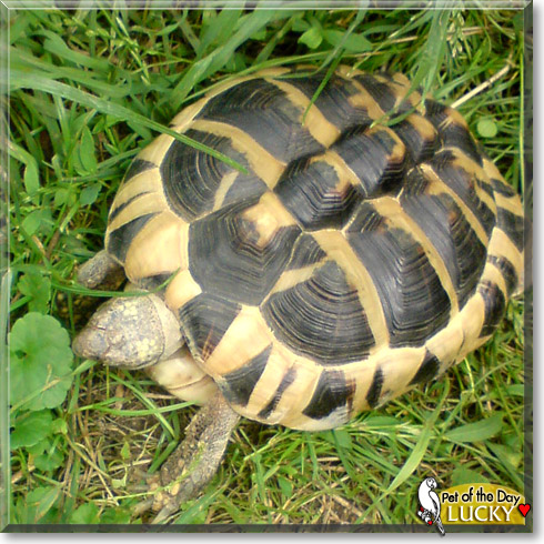 Lucky, the Pet of the Day Lucky, the Pet of the Day