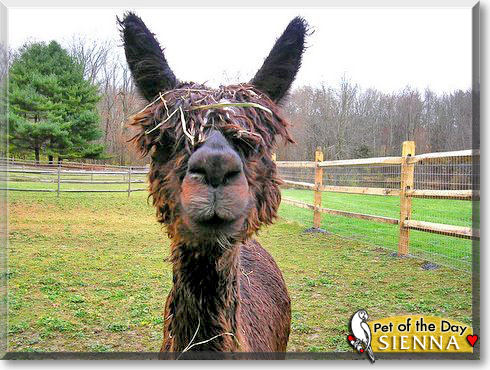 Sienna, the Pet of the Day Sienna, the Pet of the Day