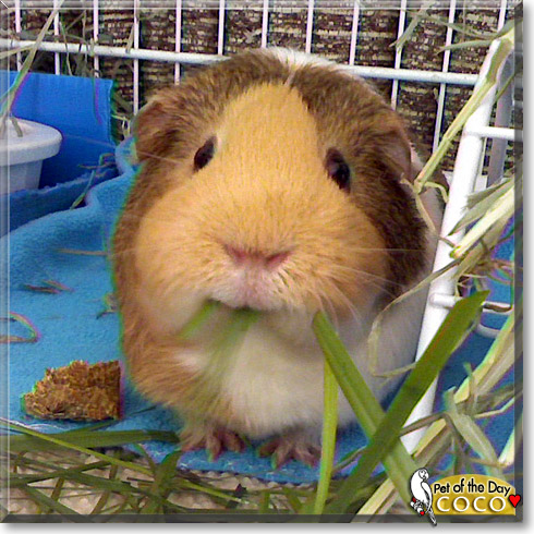 Coco, the Pet of the Day Coco, the Pet of the Day