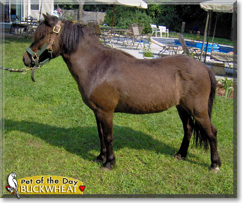 Buckwheat, the Pet of the Day Buckwheat, the Pet of the Day
