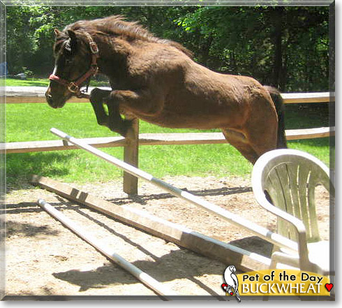 Buckwheat, the Pet of the Day Buckwheat, the Pet of the Day