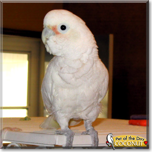 Coconut, the Pet of the Day Coconut, the Pet of the Day