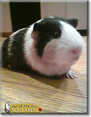 Squeakers, the Pet of the Day Squeakers, the Pet of the Day
