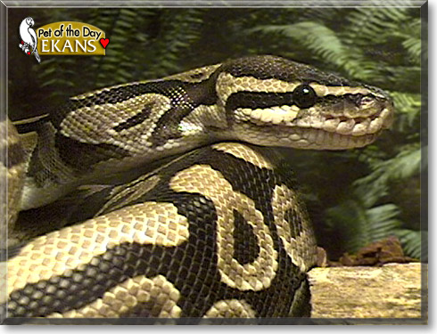 Ekans, the Pet of the Day Ekans, the Pet of the Day