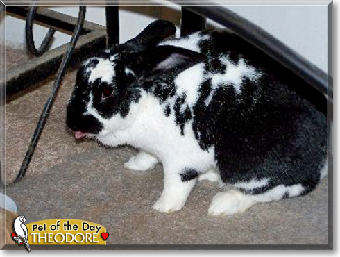 Theodore, the Pet of the Day Theodore, the Pet of the Day