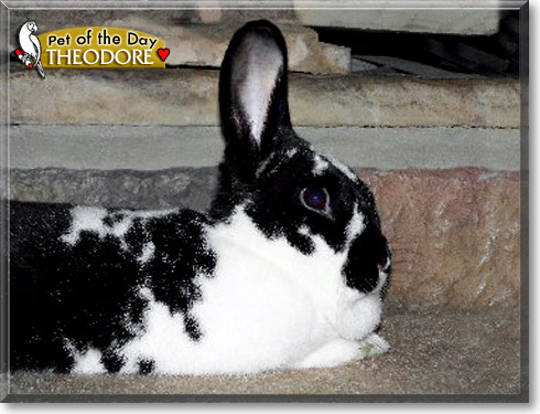 Theodore, the Pet of the Day Theodore, the Pet of the Day