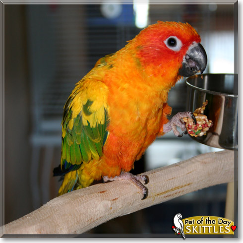 Skittles, the Pet of the Day Skittles, the Pet of the Day