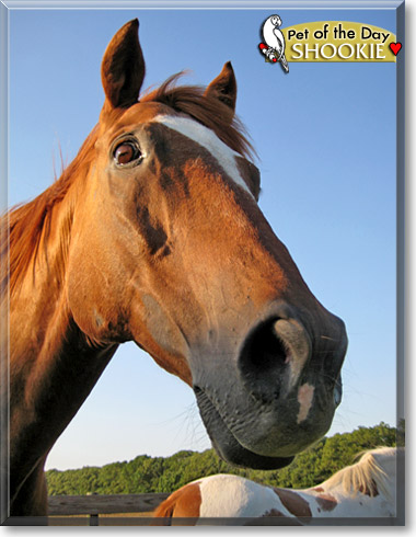 Shookie, the Pet of the Day Shookie, the Pet of the Day