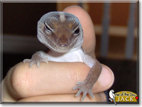 African fat tailed store gecko petsmart