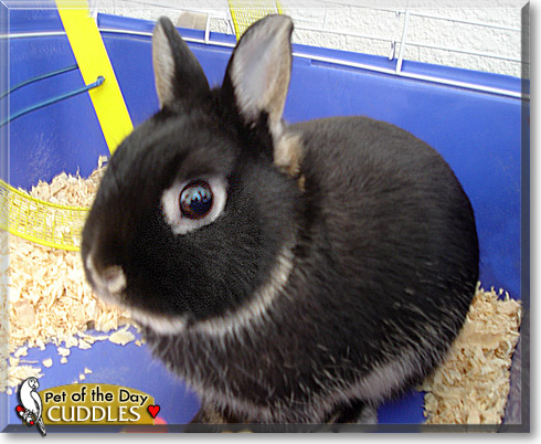 Cuddles, the Pet of the Day Cuddles, the Pet of the Day