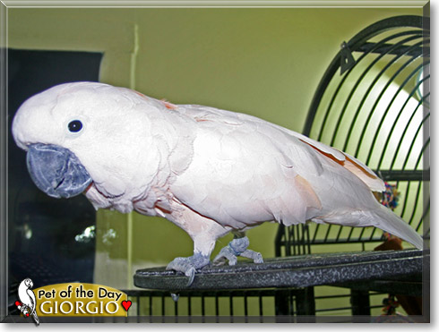 Giorgio, the Pet of the Day Giorgio, the Pet of the Day