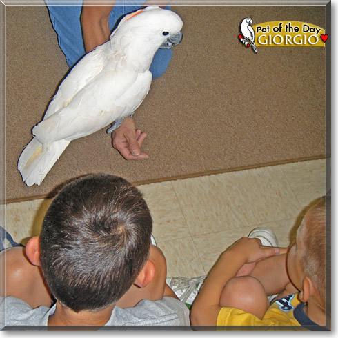 Giorgio, the Pet of the Day