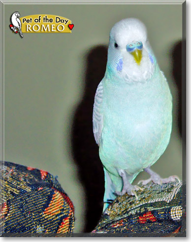 Romeo, the Pet of the Day Romeo, the Pet of the Day
