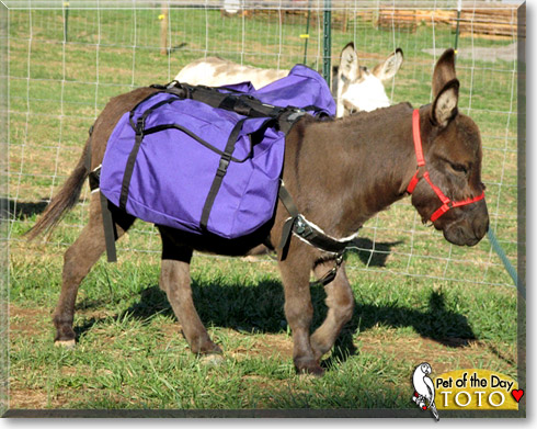 Toto, the Pet of the Day Toto, the Pet of the Day