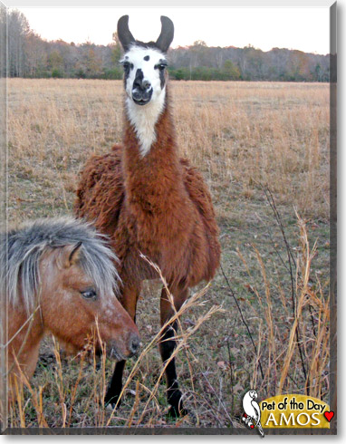 Amos, the Pet of the Day Amos, the Pet of the Day