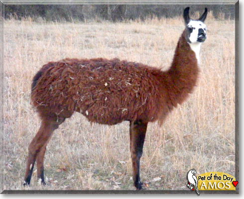 Amos, the Pet of the Day Amos, the Pet of the Day