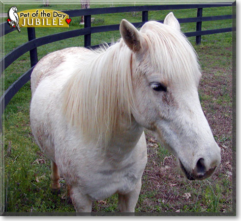 Jubilee, the Pet of the Day Jubilee, the Pet of the Day