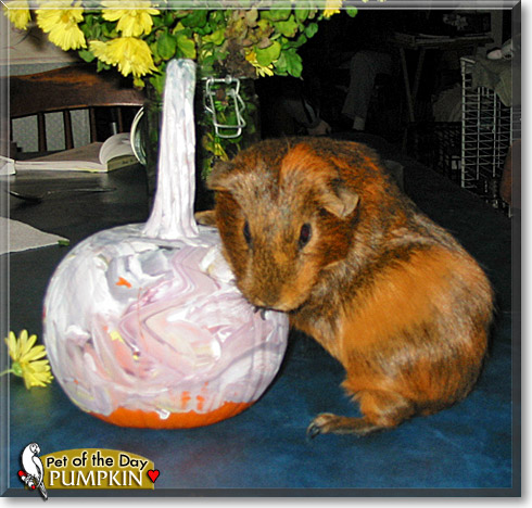 Pumpkin, the Pet of the Day