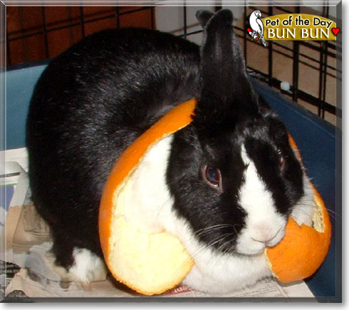 Bun Bun, the Pet of the Day Bun Bun, the Pet of the Day