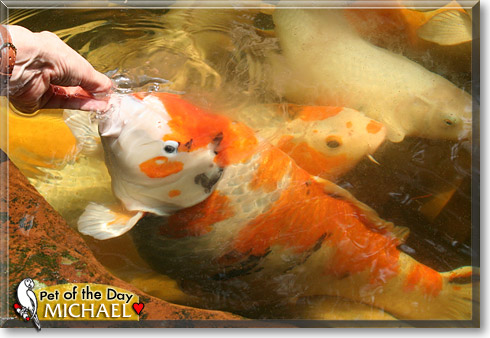 Michael, the Pet of the Day