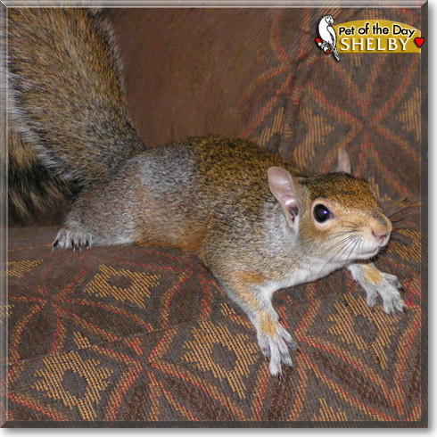 Shelby, the Pet of the Day Shelby, the Pet of the Day