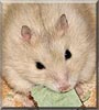 Edtje the Dwarf Hamster