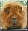 Miss Piggy the Guinea Pig