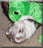 Keiko the Ferret