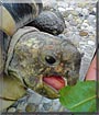 Lucky the Herman's Tortoise