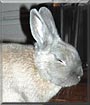 Reptar the Norwegian Dwarf Rabbit