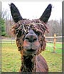 Sienna the Suri Alpaca