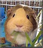 Coco the Guinea Pig