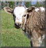 Ike the Longhorn Cross