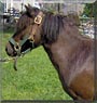 Buckwheat the Pony
