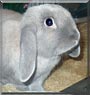 Chuckles the Holland Lop Rabbit