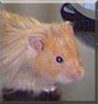 Chubby the Hamster