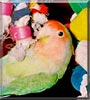 Buc the Peach faced lovebird