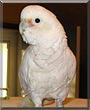 Coconut the Goffins Cockatoo