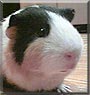 Squeakers the Guinea Pig