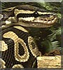 Ekans the Ball python