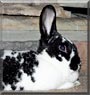 Theodore the Rabbit