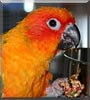 Skittles the Sun Conure