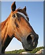 Shookie the Quarter horse