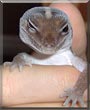 Jack the African Fat Tail Gecko