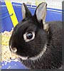 Cuddles the Netherland Dwarf
