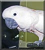 Giorgio the Moluccan Cockatoo