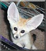 Iccarus the Fennec Fox