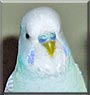 Romeo the Budgie