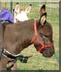 Toto the Miniature Donkey